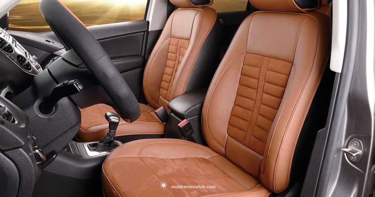 Car Mold Guide - Mold Removal Lab