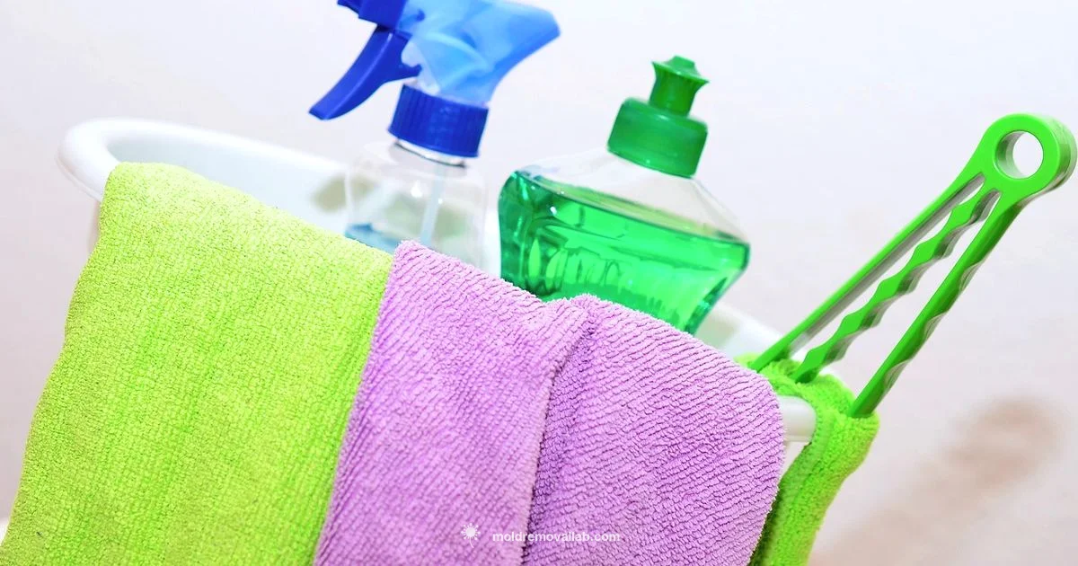 Mold Cleanup Basics - Mold Removal Lab