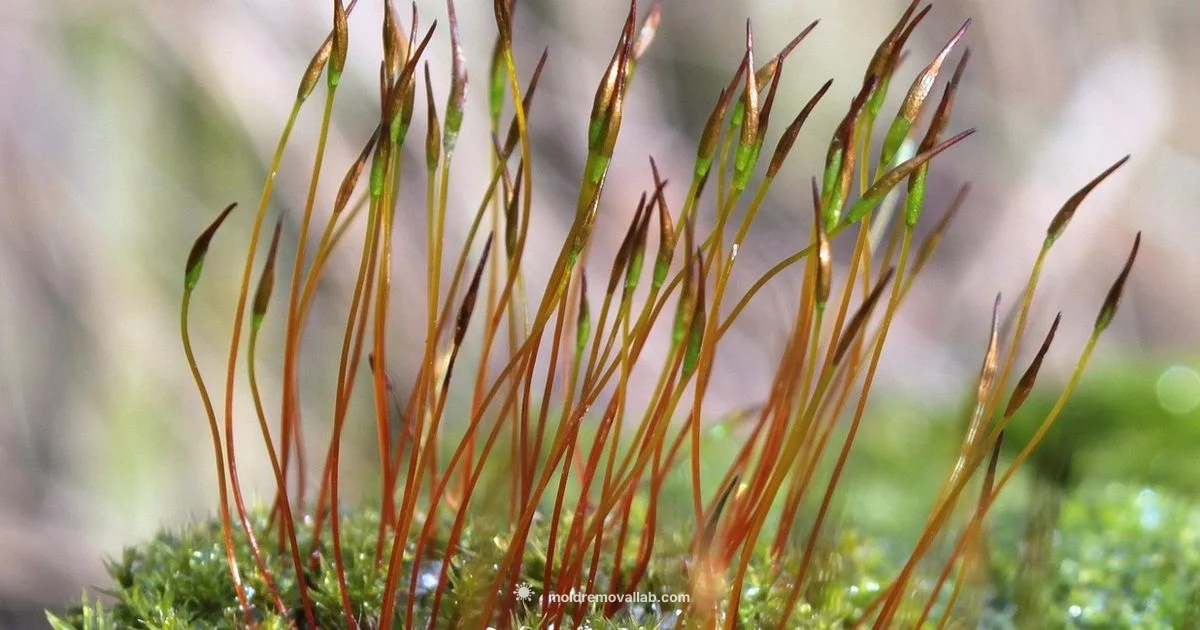Mold Skin Safety - Mold Removal Lab