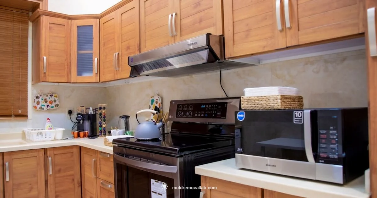 Mold Control Showdown - Mold Removal Lab