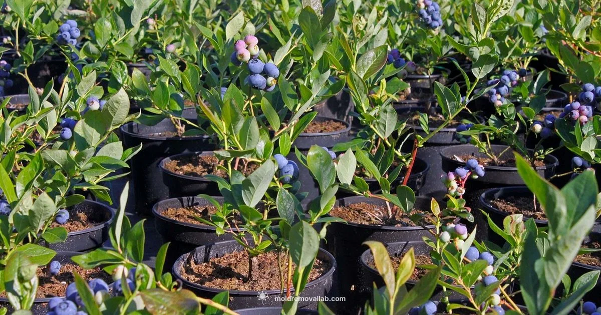 Mold on Blueberries - Mold Removal Lab