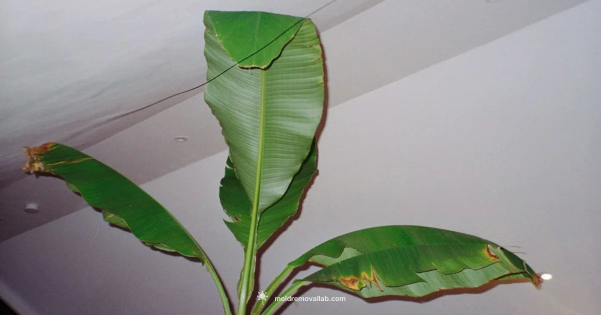 Is Mold a Fungus - Mold Removal Lab