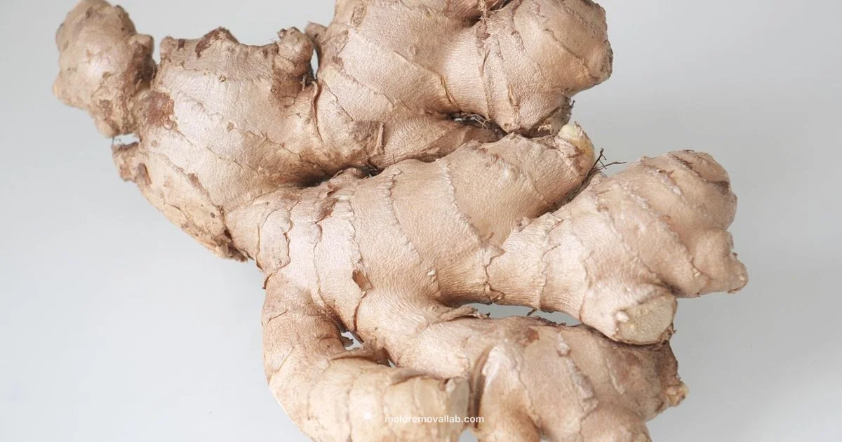 Ginger Mold Guide - Mold Removal Lab