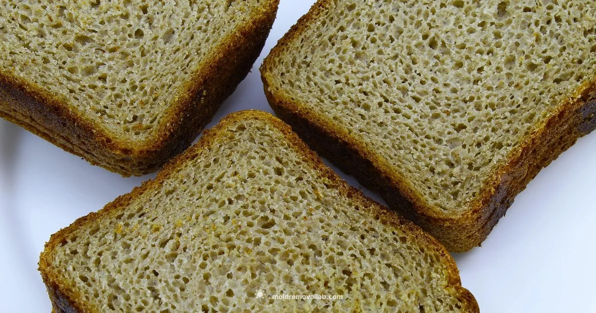 Bread Mold Basics - Mold Removal Lab