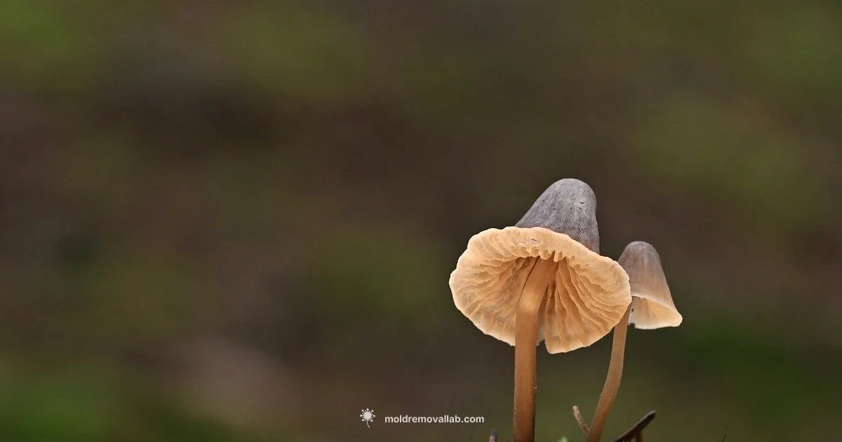 Mold Spore Facts - Mold Removal Lab