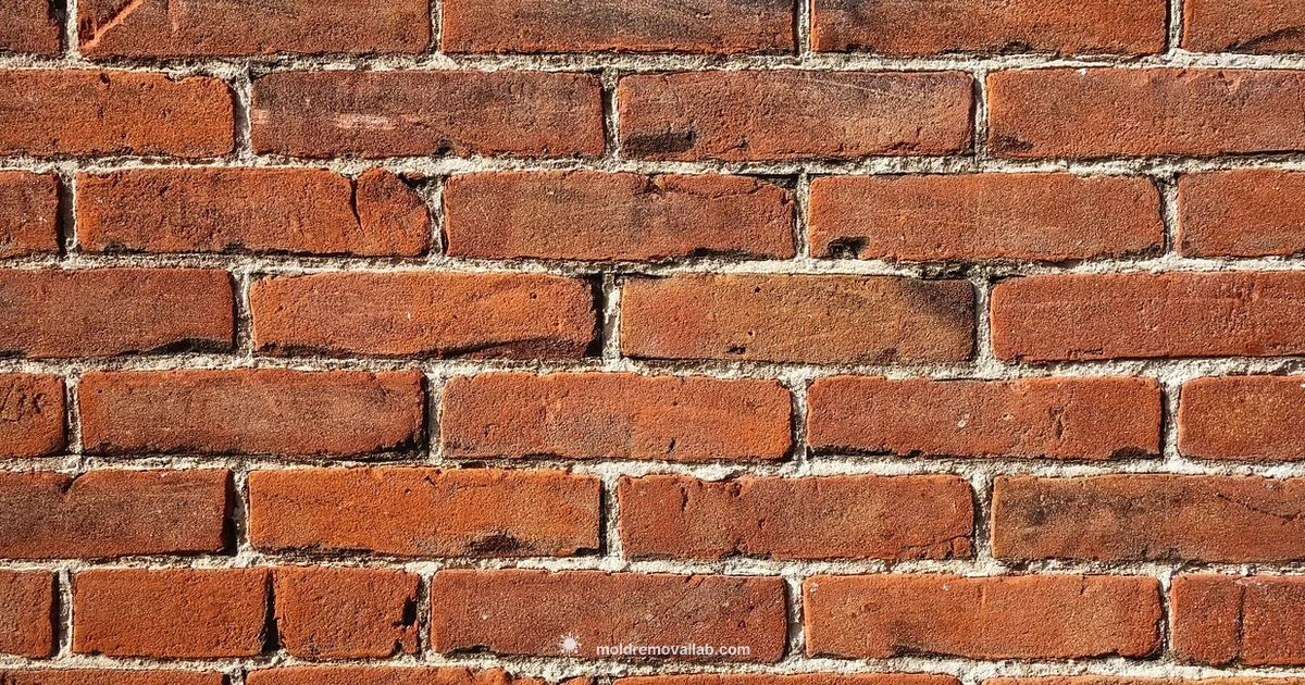 Brick Mold Guide - Mold Removal Lab