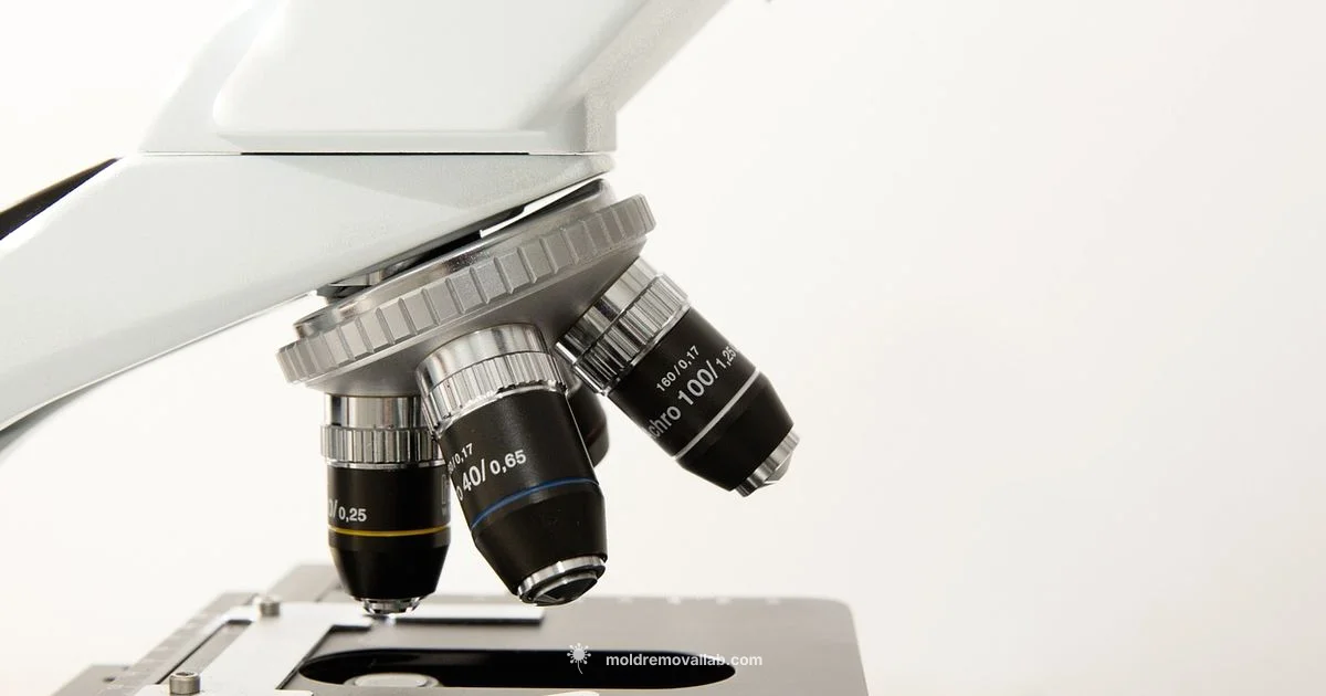 Mole Safety Guide - Mold Removal Lab