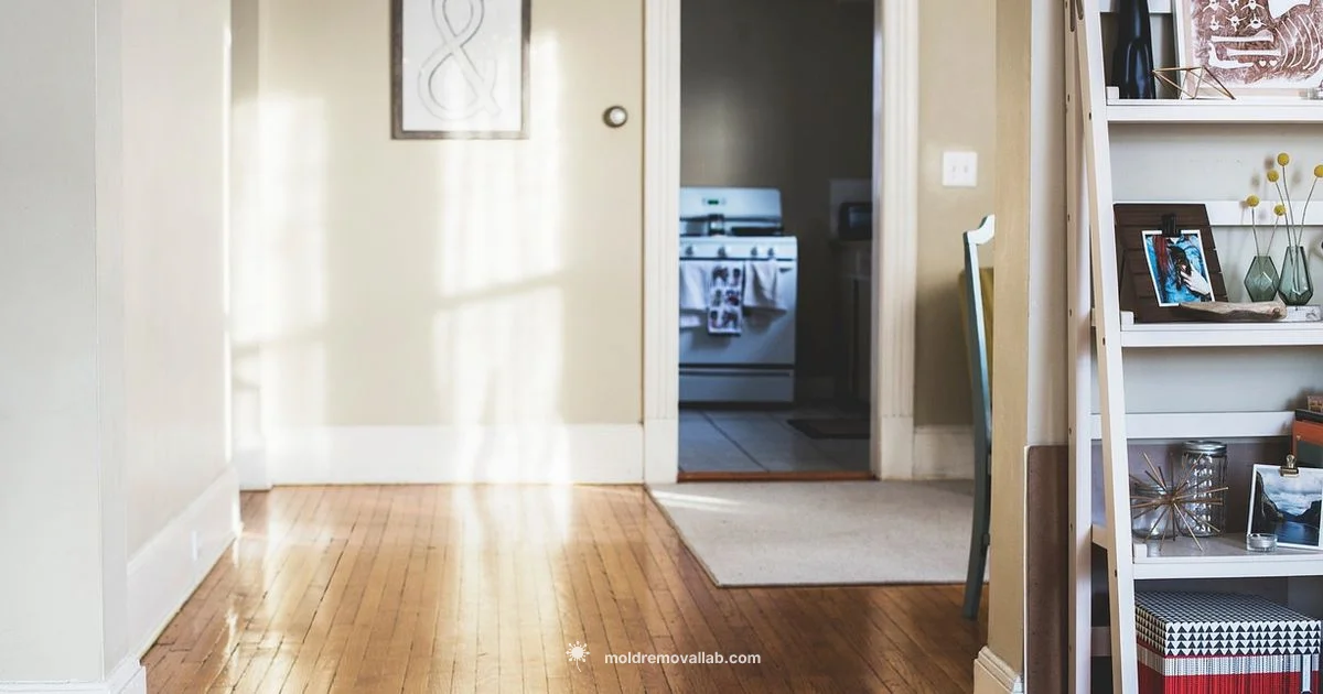 Mold on Walls - Mold Removal Lab