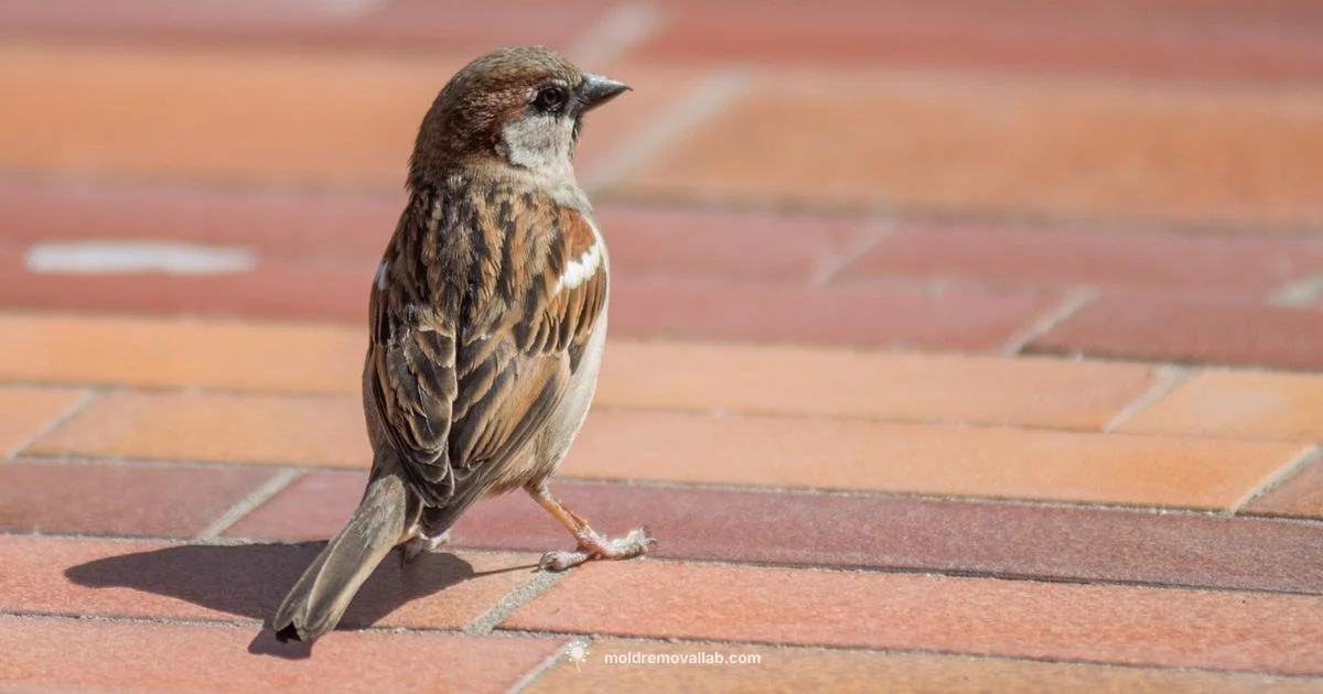 Bathroom Mold Guide Bathroom Mold Guide - Mold Removal Lab