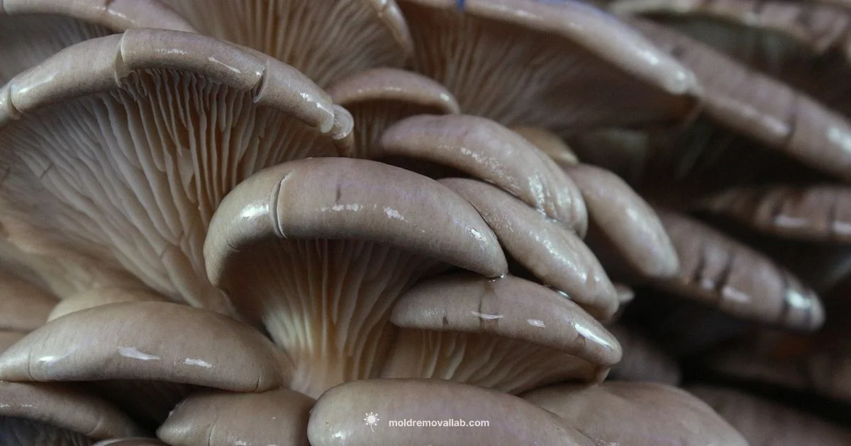 Fungi Health Benefits - Mold Removal Lab