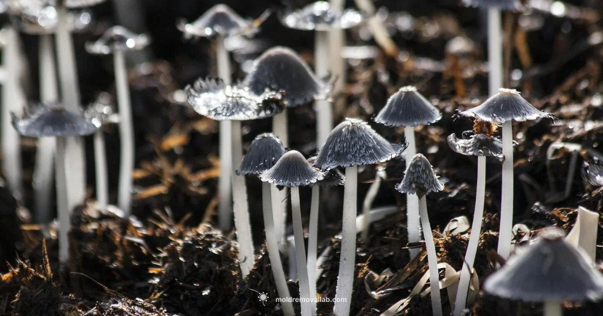 Mold Light Myths - Mold Removal Lab