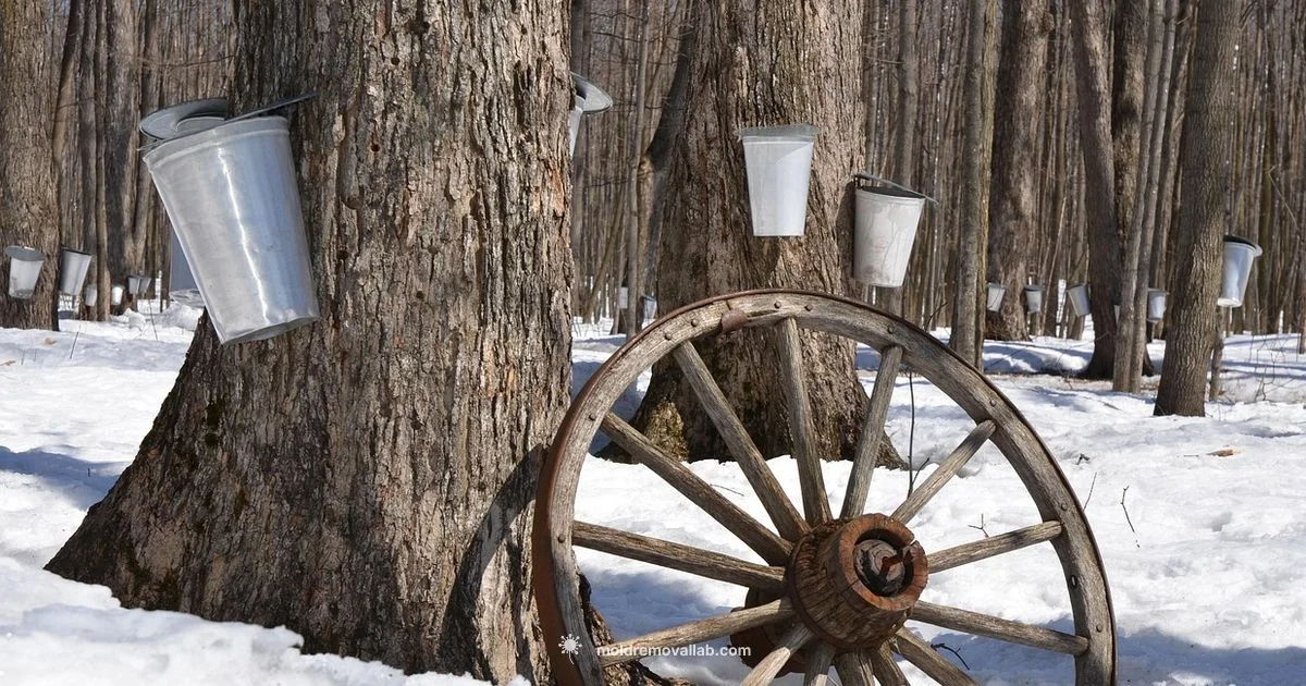 Maple Syrup Odor - Mold Removal Lab