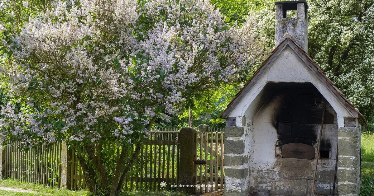 Bakeable Clay Guide - Mold Removal Lab