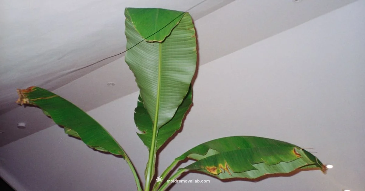 Mold Health Guide - Mold Removal Lab