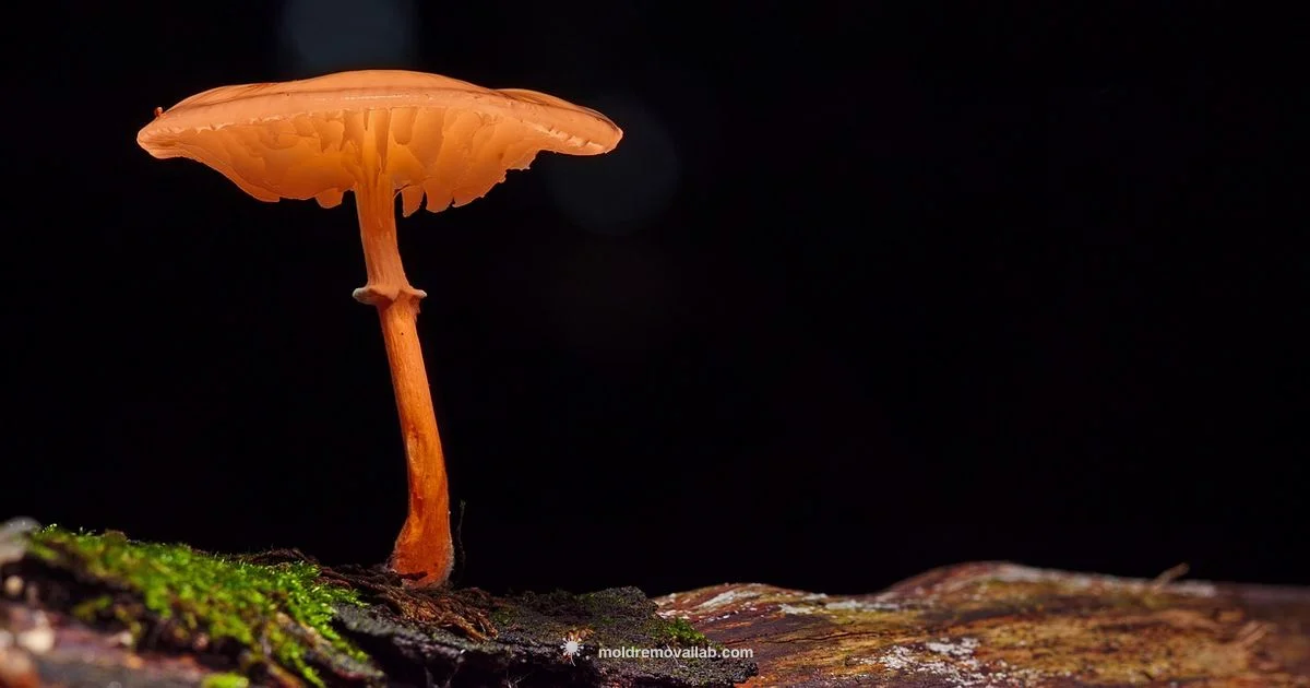 Slime Mold Facts - Mold Removal Lab