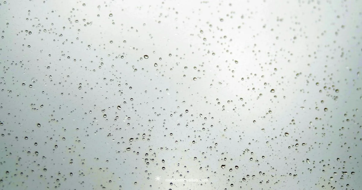 Windowsill Mold Guide - Mold Removal Lab