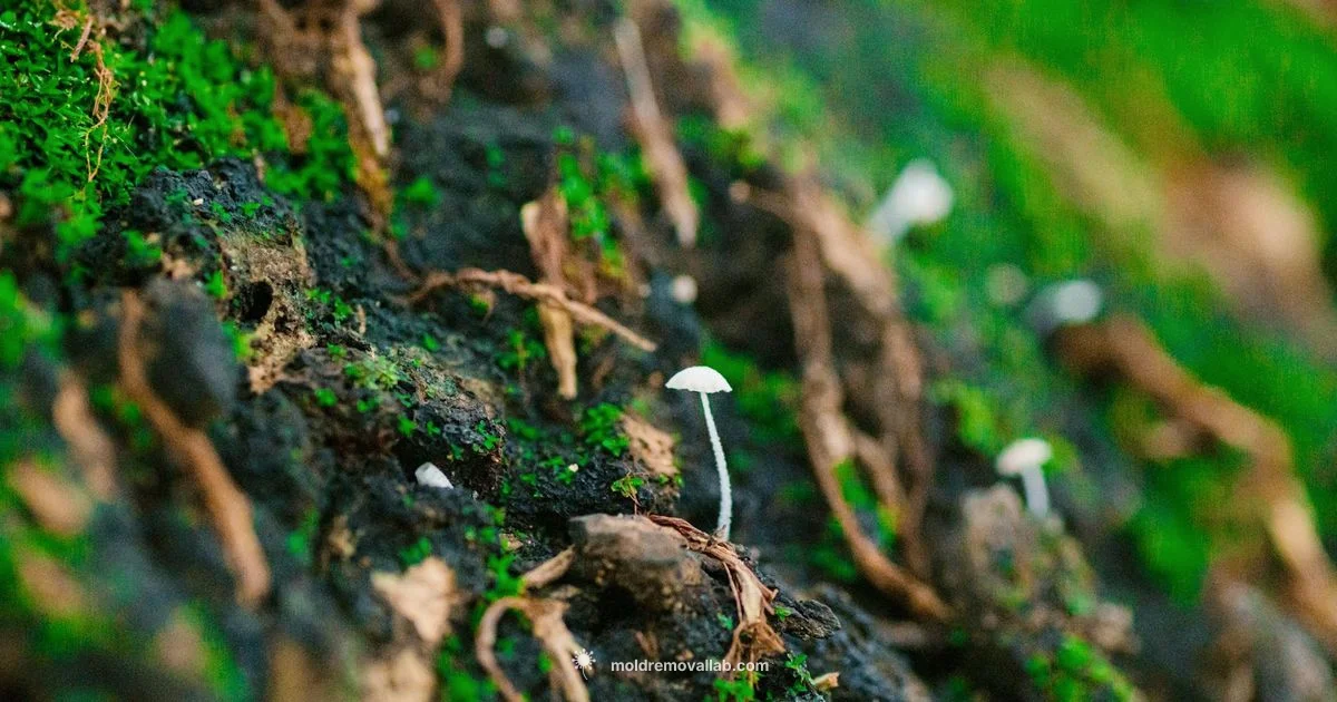 Spotting White Mold - Mold Removal Lab