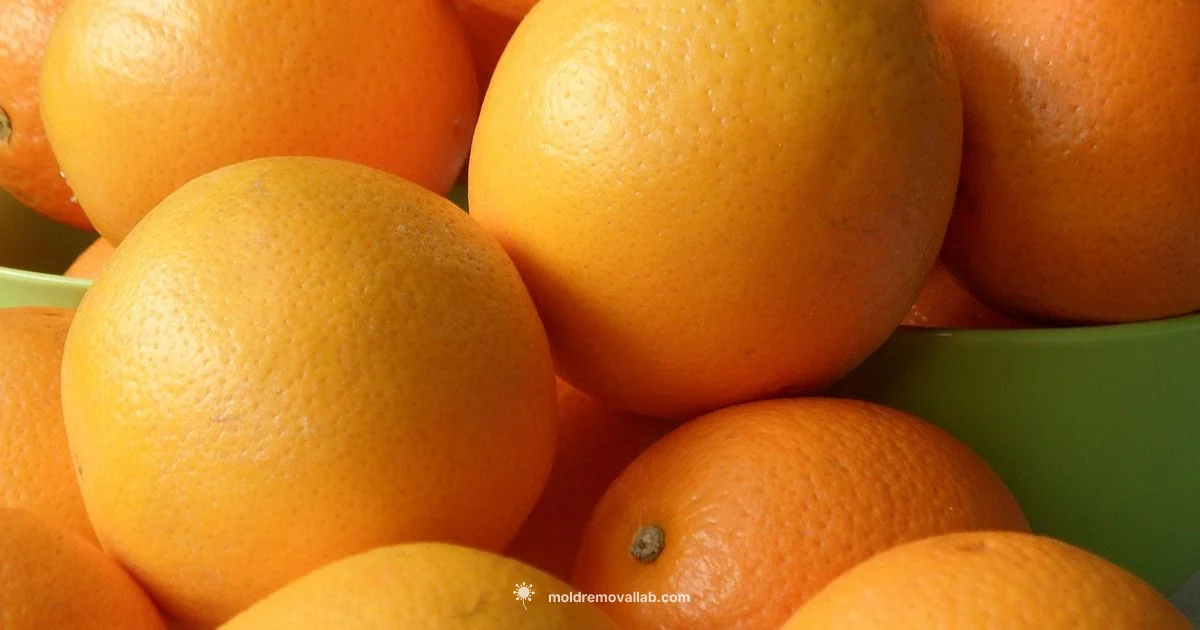 Mold on Oranges - Mold Removal Lab